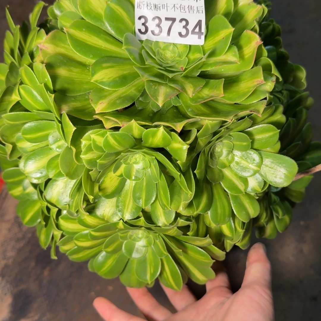 33734琉璃多肉植物