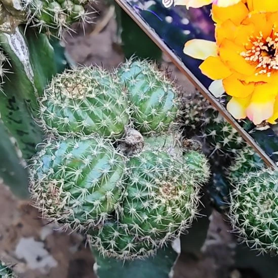 丽花Rs母柱无根15CM高特