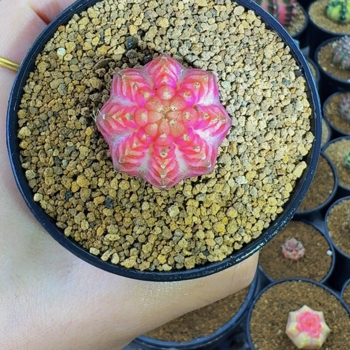 白臀粉皇室00000000055