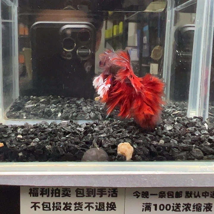 斗鱼竞拍跑单拉黑18日29