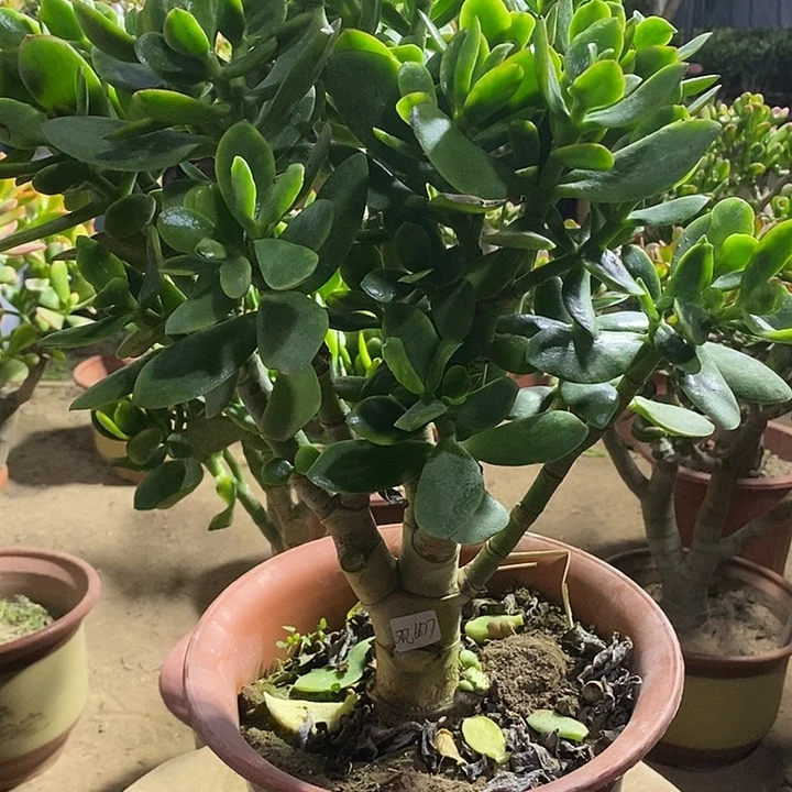 观*海35玉树一物一拍