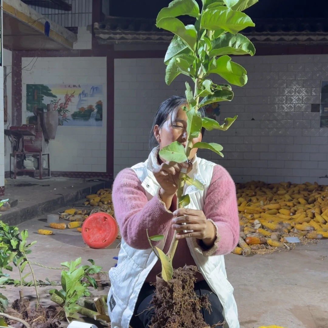 东***海当前无花朵，栽培后可花朵972号特大苗