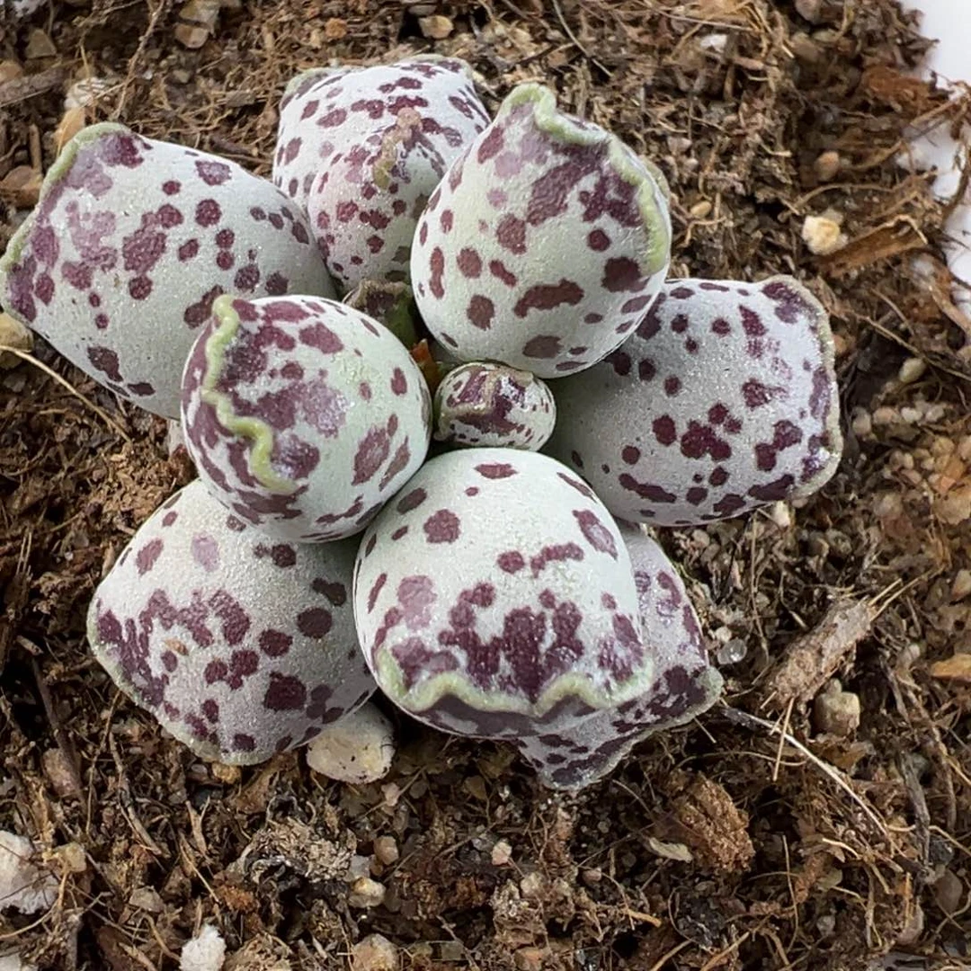 达摩海豹多肉植物水泡