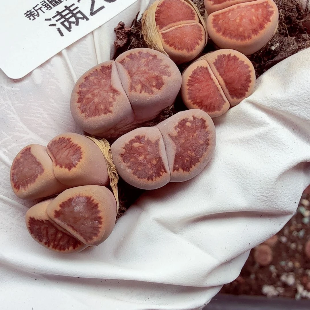 念*我们一起期待着这位歌手058