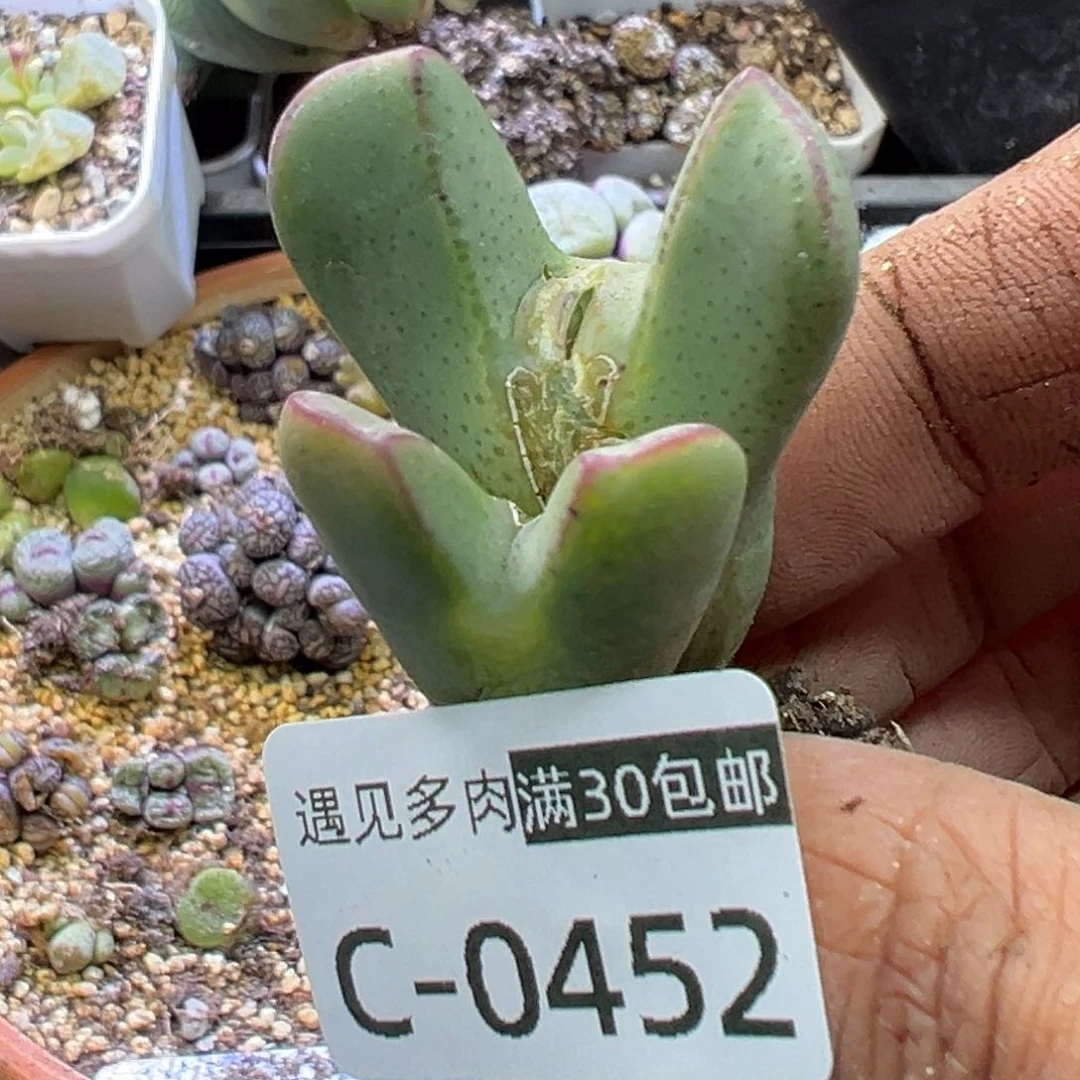 多肉植物1111111111111111
