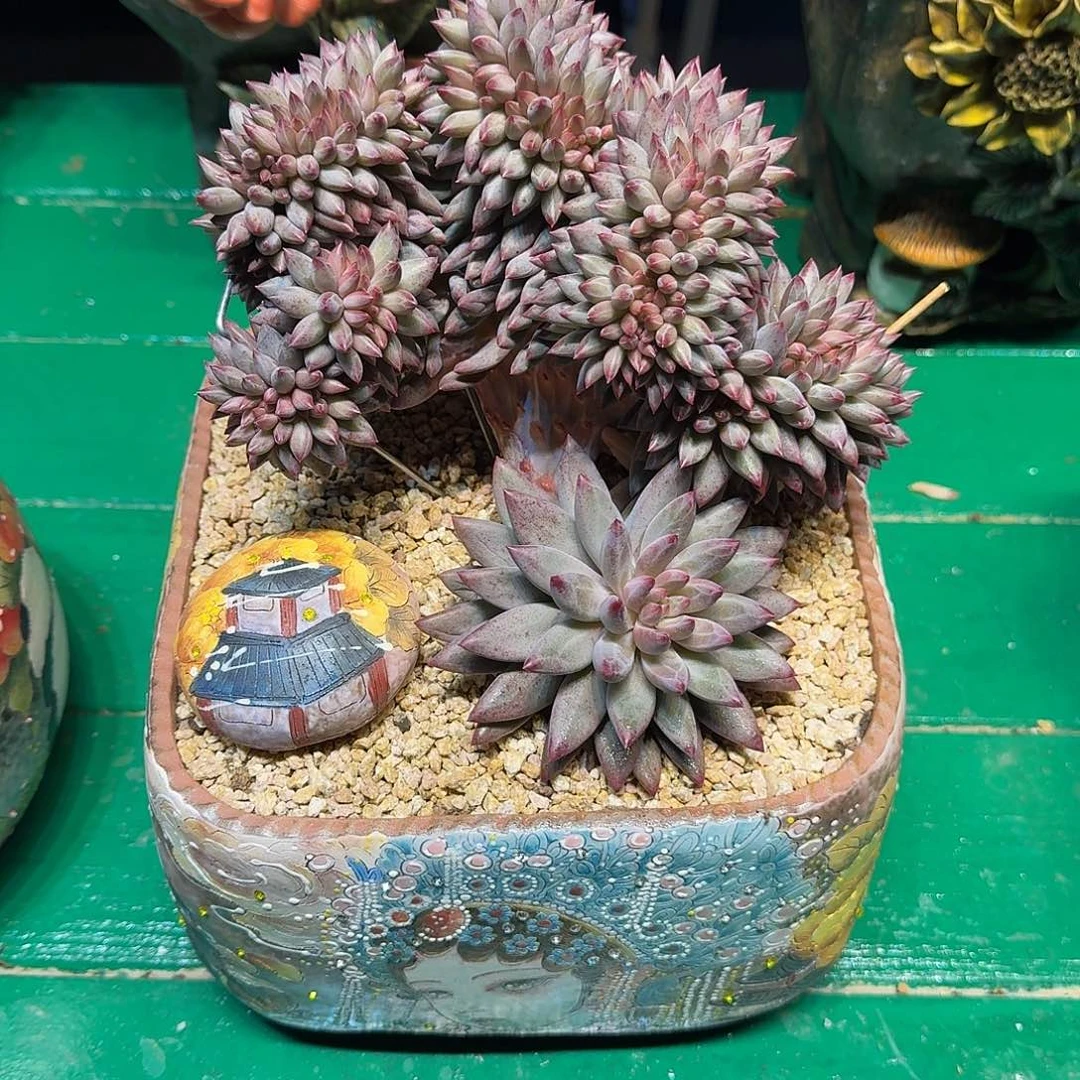 n***v多肉植物多肉植物