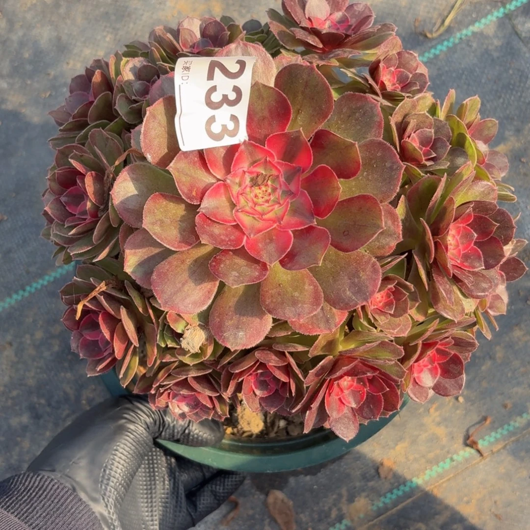 233荔枝多破植物福利