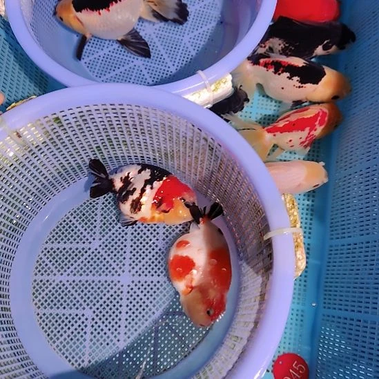 金鱼114兰寿两只特价顺丰包邮