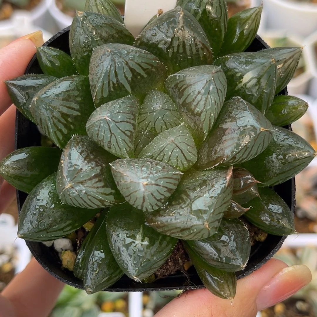 367大窗胭脂玉露哈哈哈哈哈