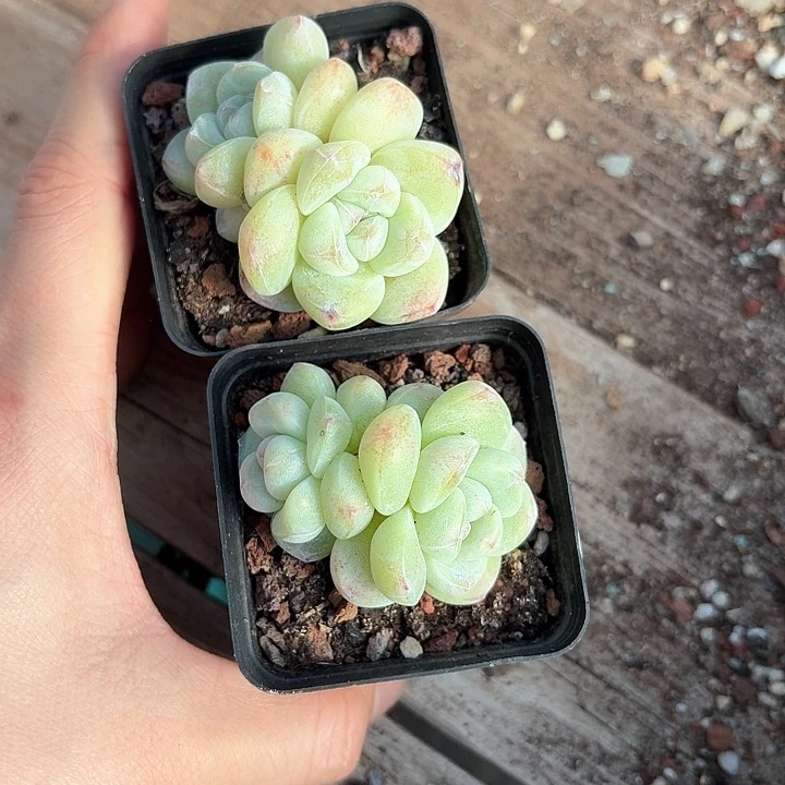 转**笑f n d n s ksk b s 823