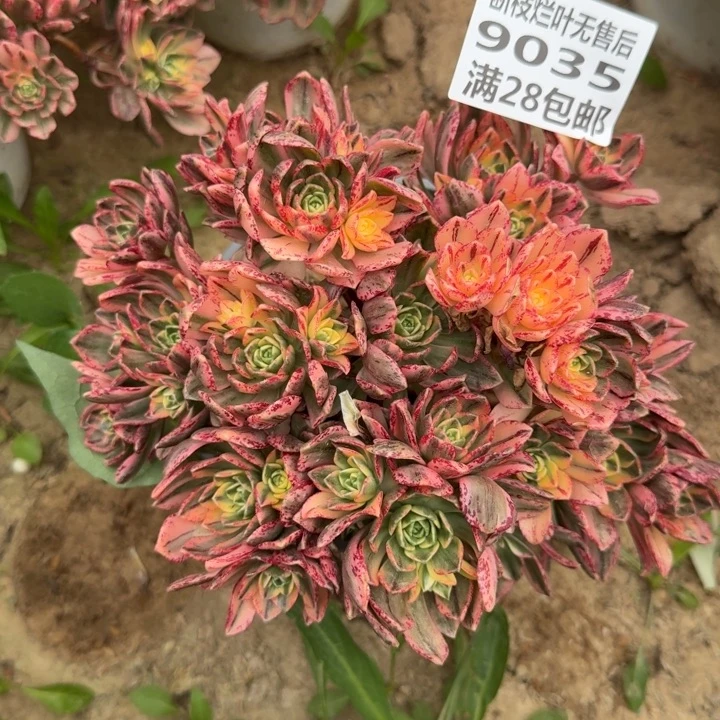 美**使9035二号棚甜茶多肉A