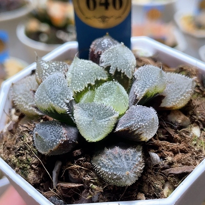 回*646全窗白帝城一物