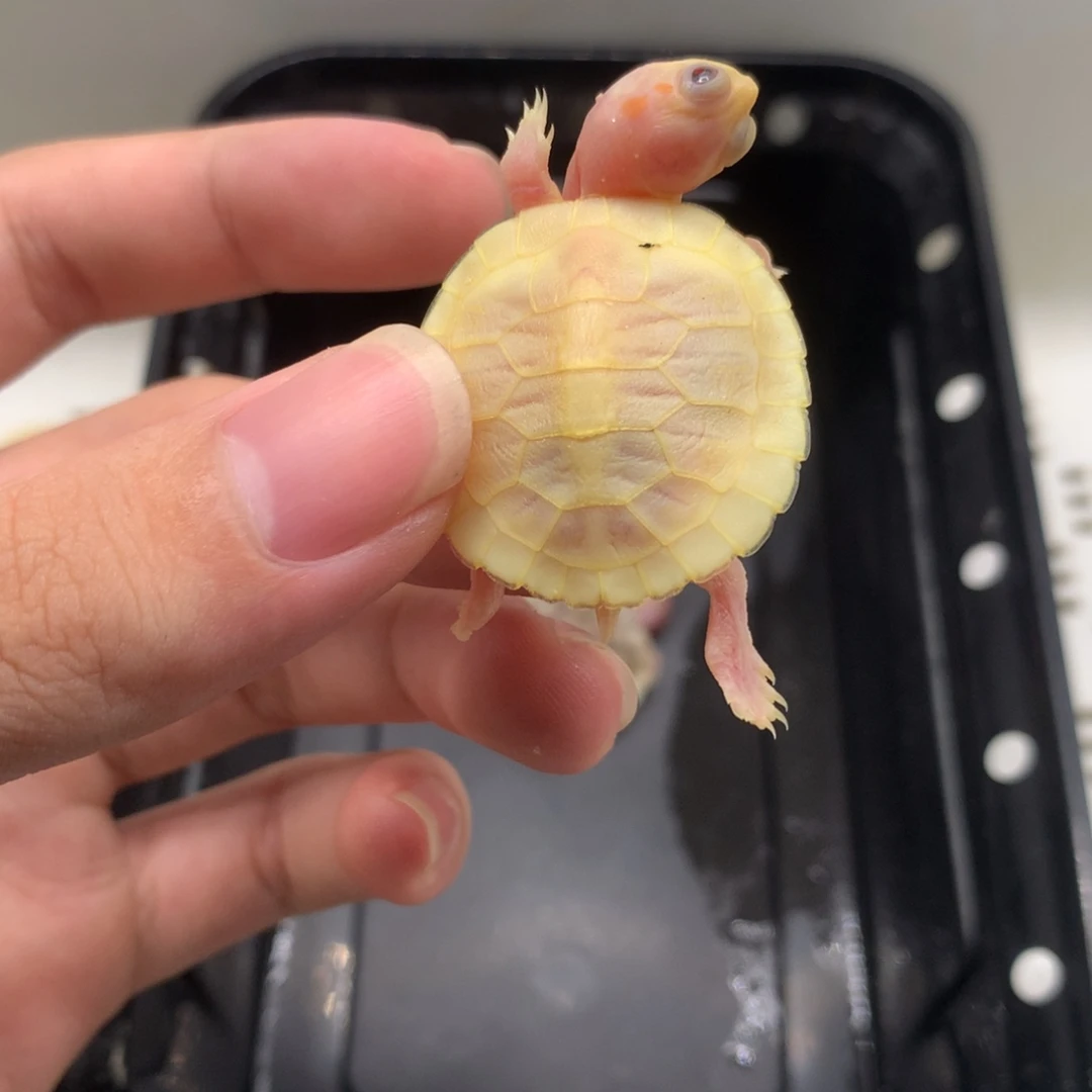 不分公母巴西彩龟