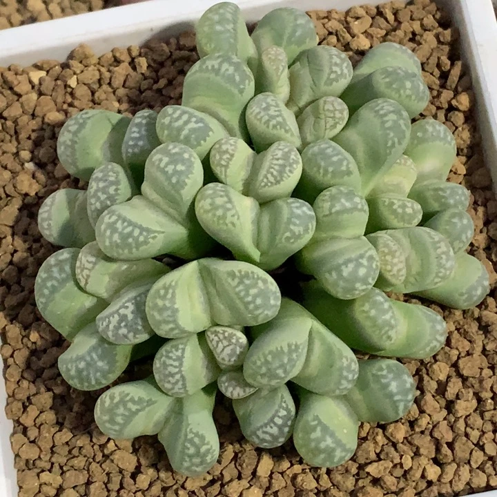 精品多肉植物精品多肉