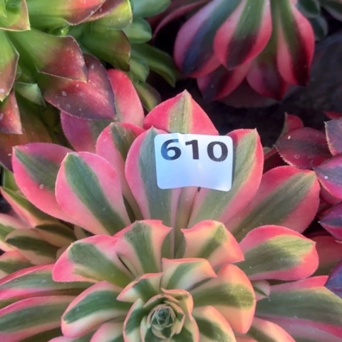 爱****情法师4颗19-13