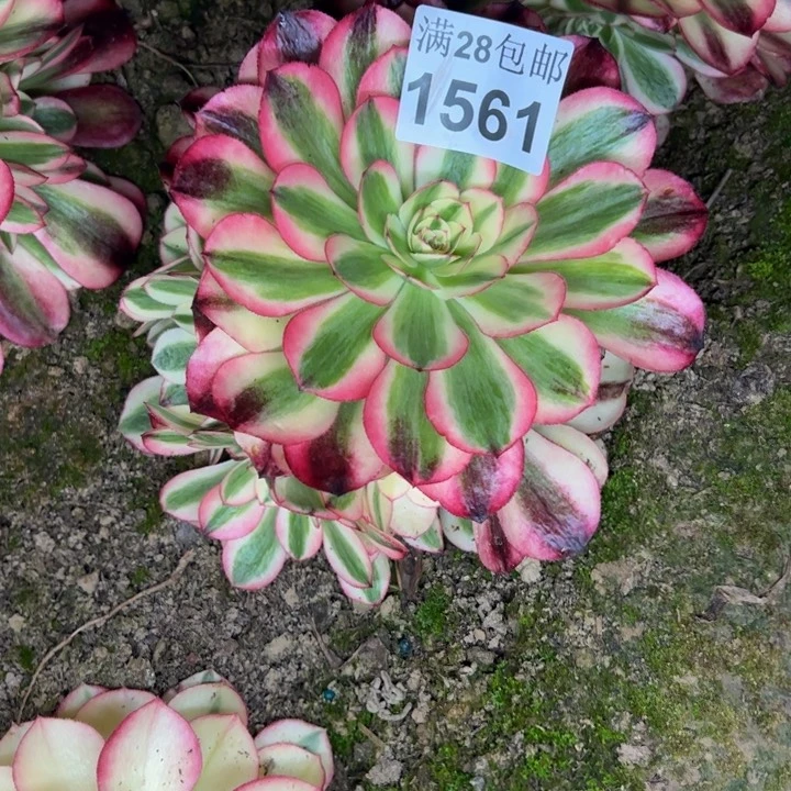 1561南倾城多肉植物