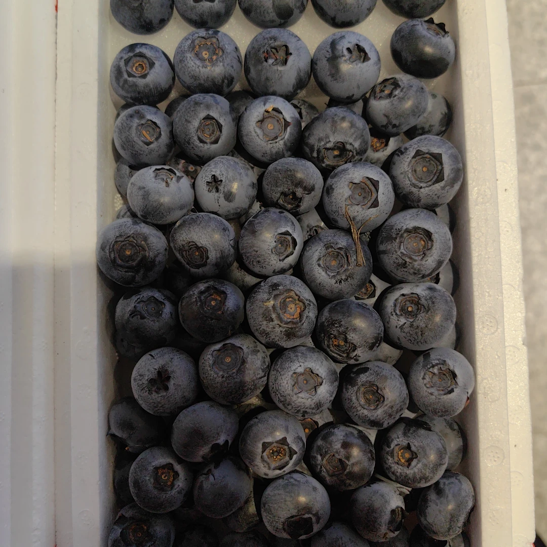 丹东L25花香蓝莓18mm/1盒（约1斤）纯甜（红胶带）黑龙江省