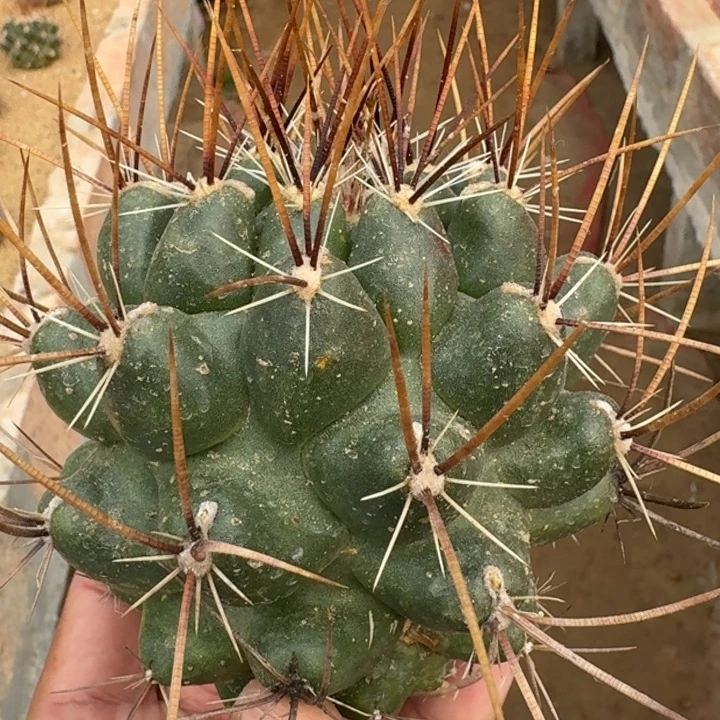 伽奈瘤玉无根66666