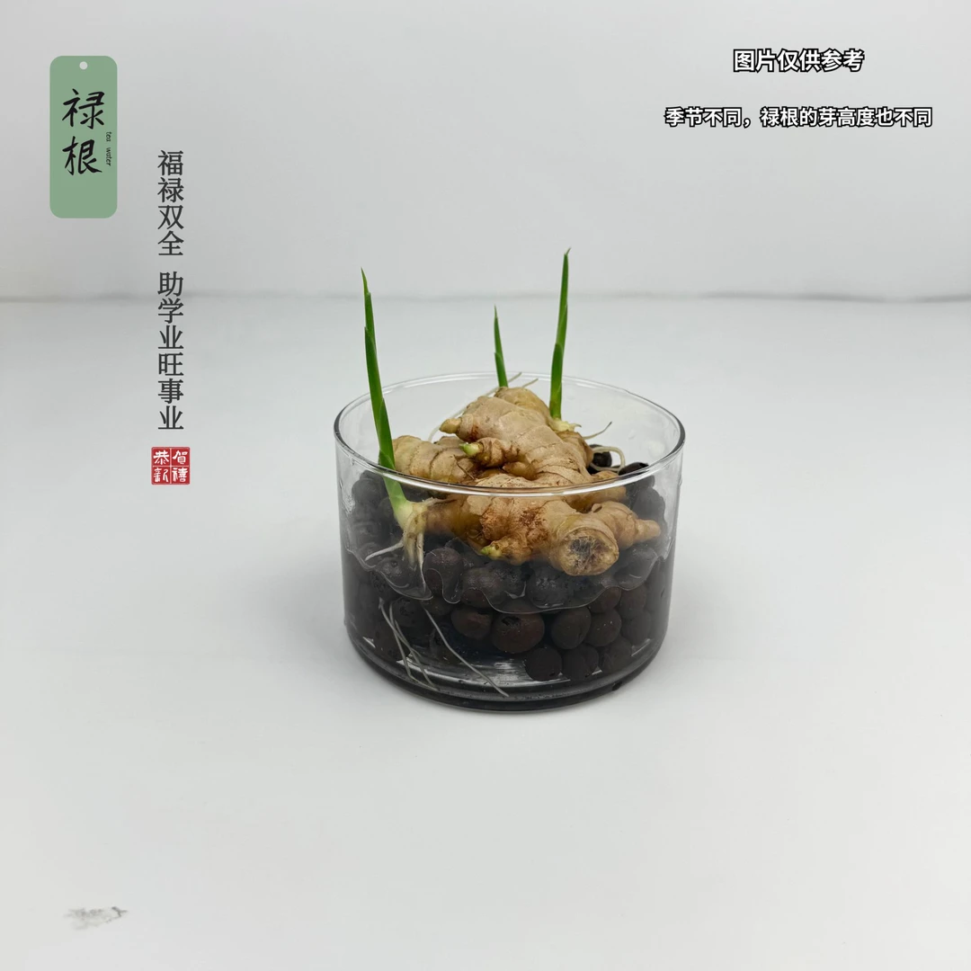 水培禄根带芽好养灵草不当生姜种苗种植植物办公室桌面小水培植物