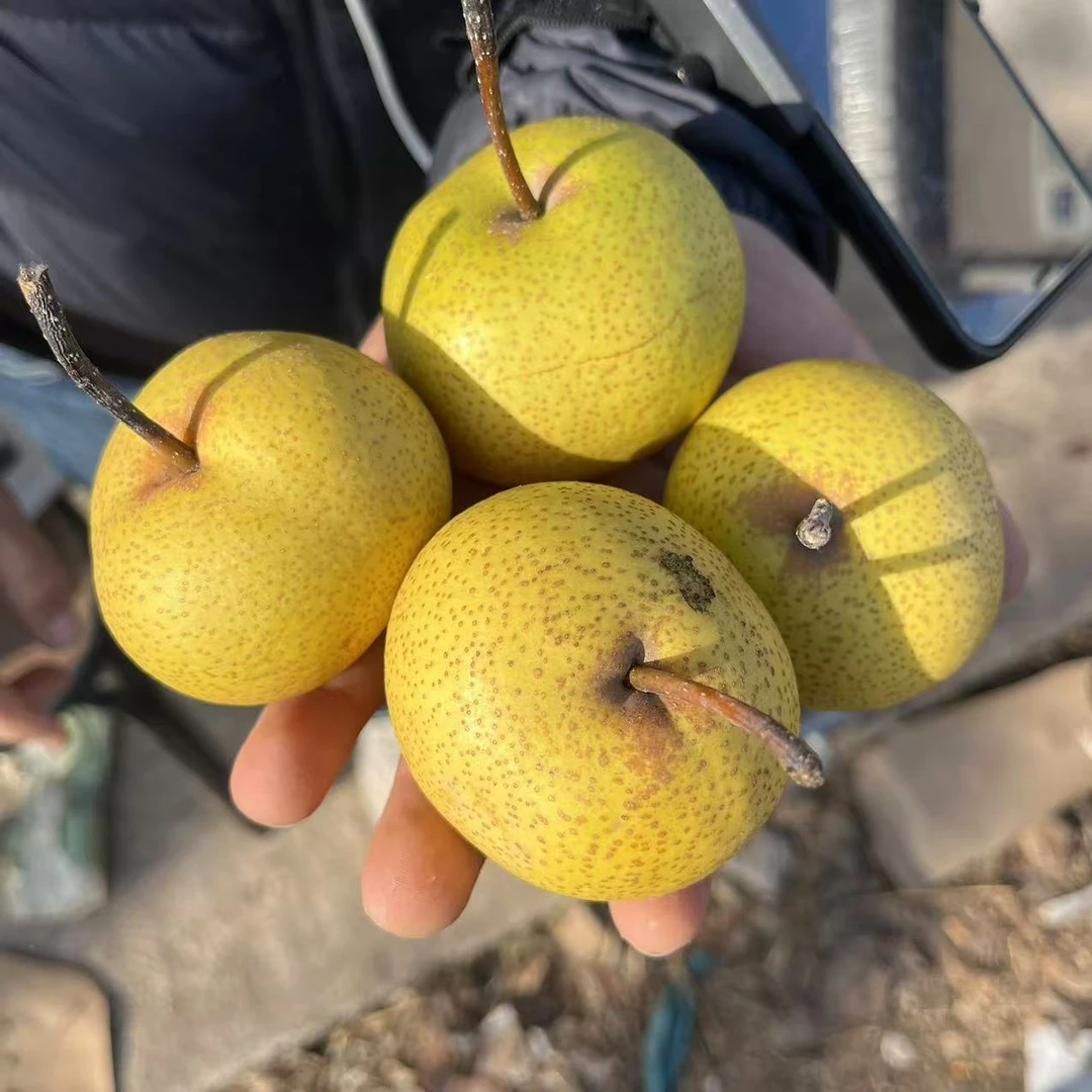 蓟县山坡酸梨5斤（正负2两）