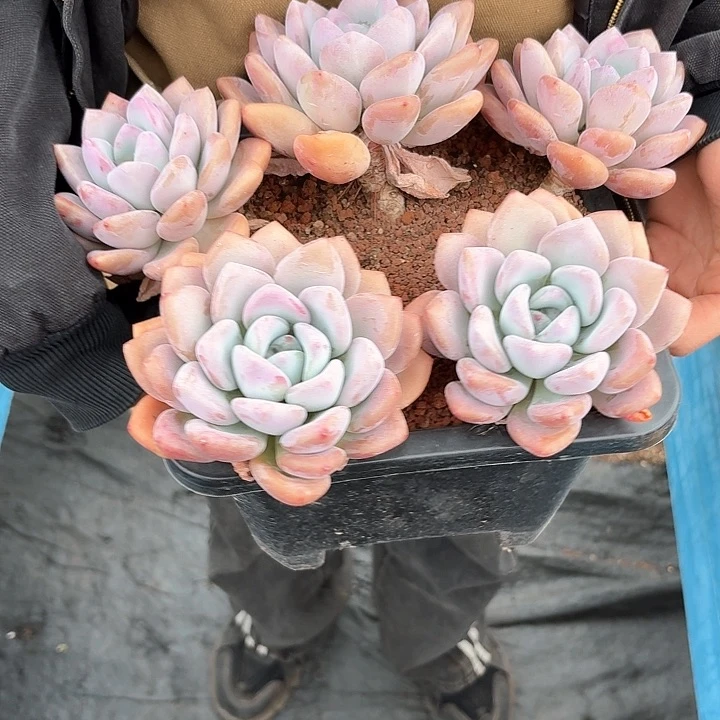 奥普多肉植物900000