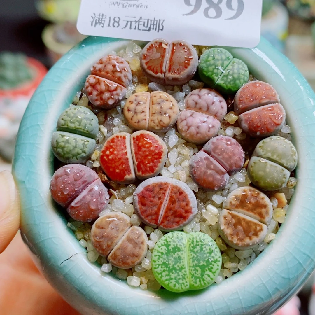 生石花花花花花花花989