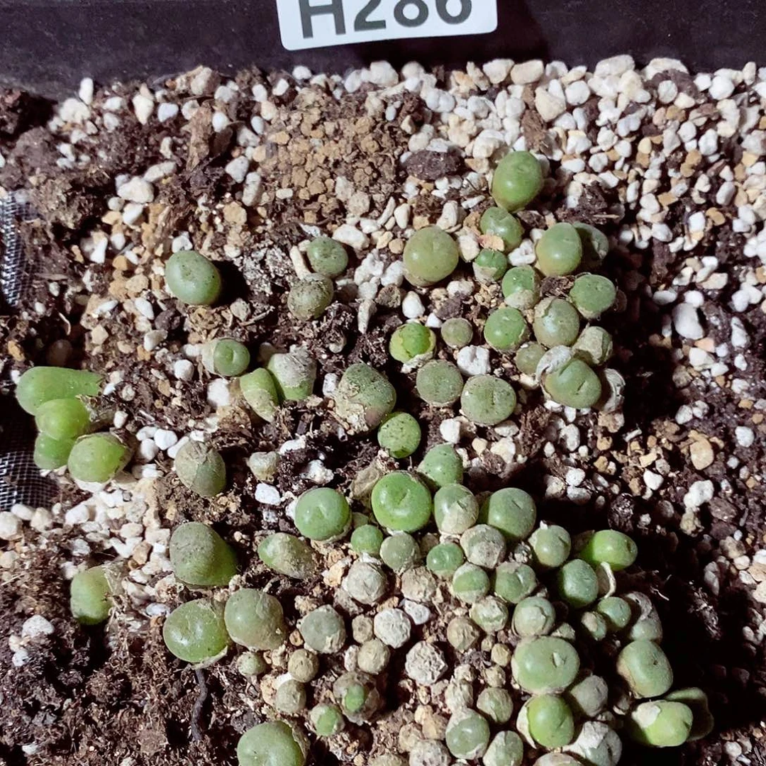 286呃呃呃呃呃呃呃呃呃呃呃