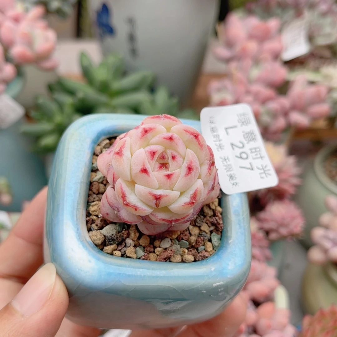 297 粉娥 带陶瓷盆发货 一物一拍