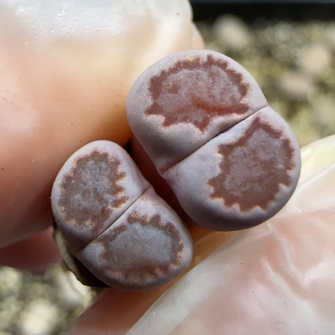 12.18 紫饼干捡漏福利。5022