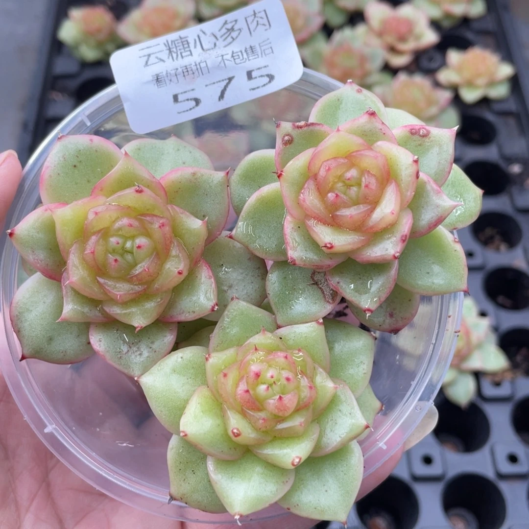 云糖心多肉植物575