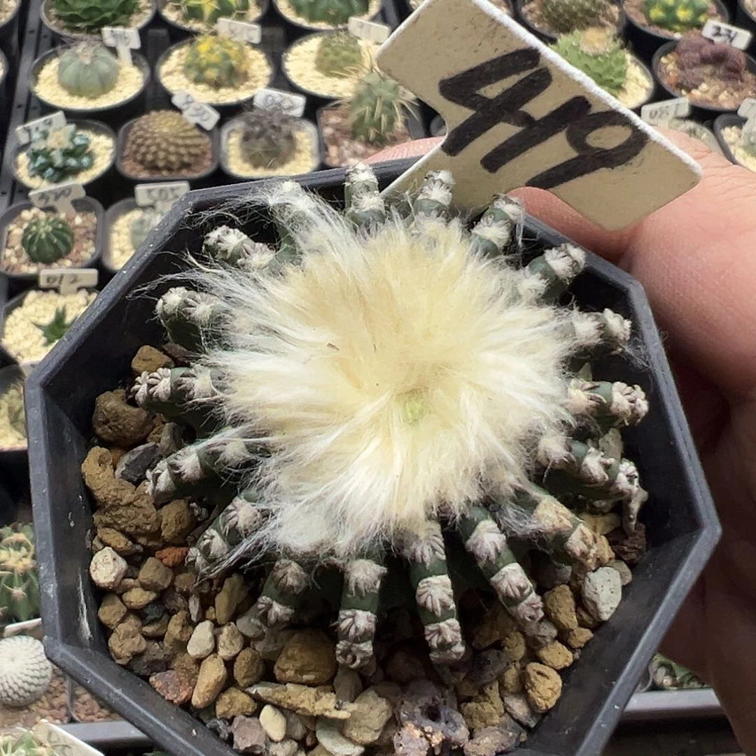 419高绒雪顶奇特球实生有花苞