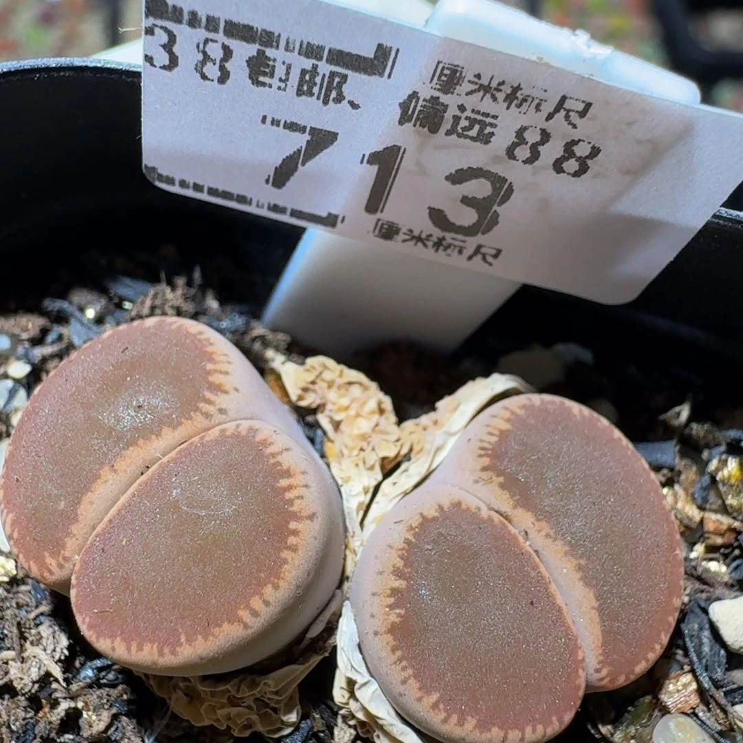 zzzx生生花肉锥713