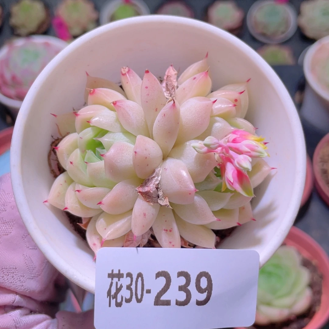 花利美30-239麦秆