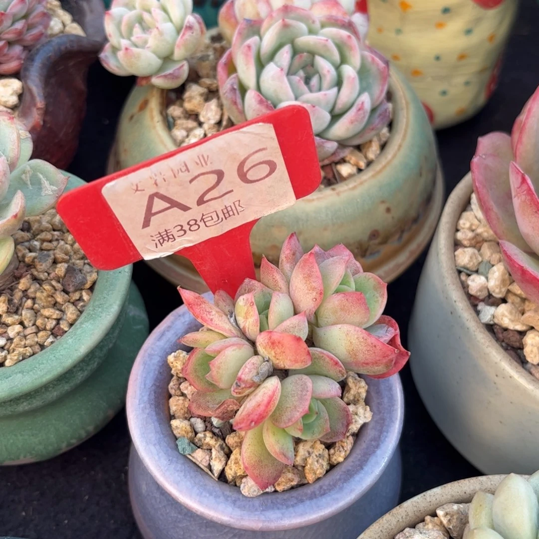 一**甜多肉植物金辉。