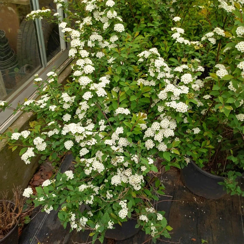 【一物一拍】菱叶绣线菊珍珠梅小手球阳台庭院南北方种植