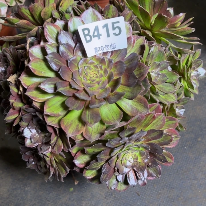 瑞妈多肉植物，415.