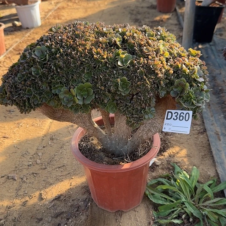 360玫瑰朵朵一颗牙呀