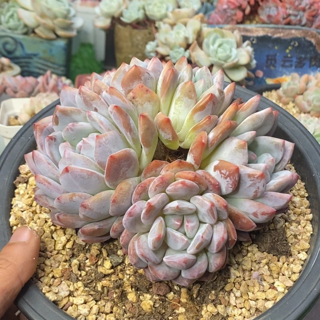 星影无砍五头自然群