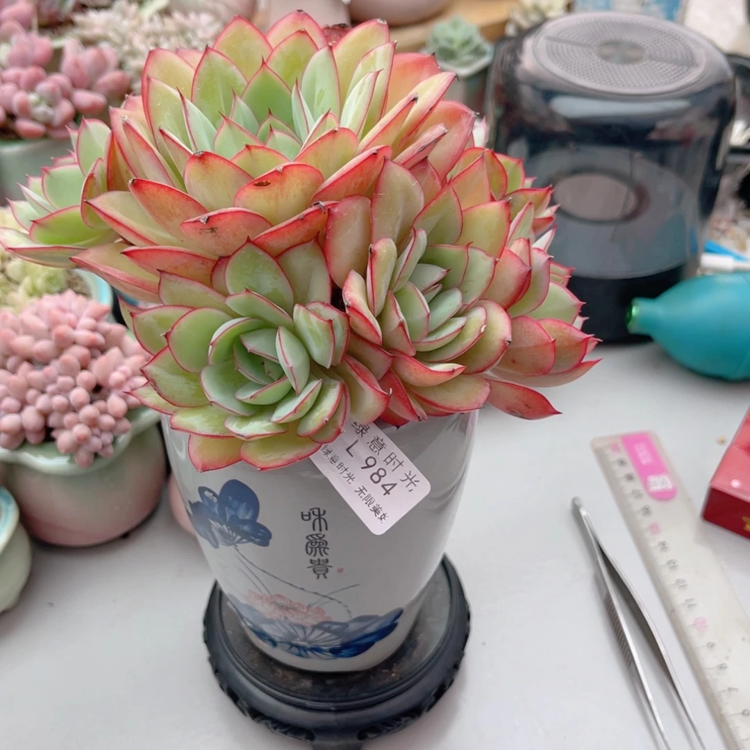 爱***壳984 十一级灯牌福利