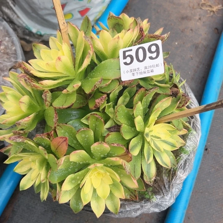 希*509多肉植物荷花