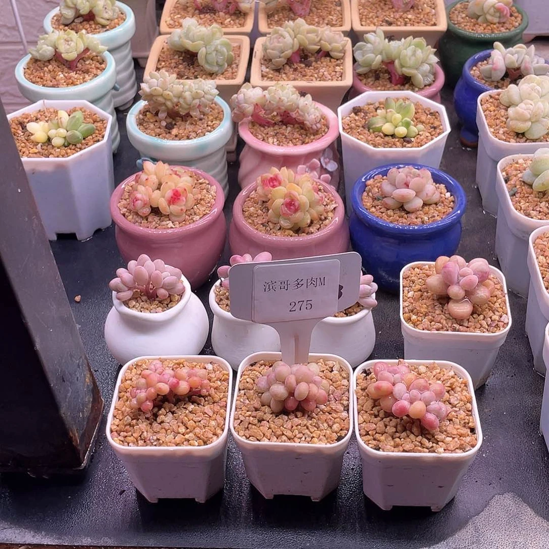 李**-滨哥多肉M275桃蛋朵朵7个
