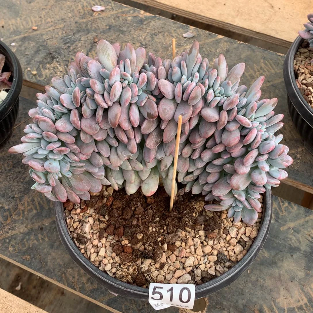 510粉兔缀化多肉植物
