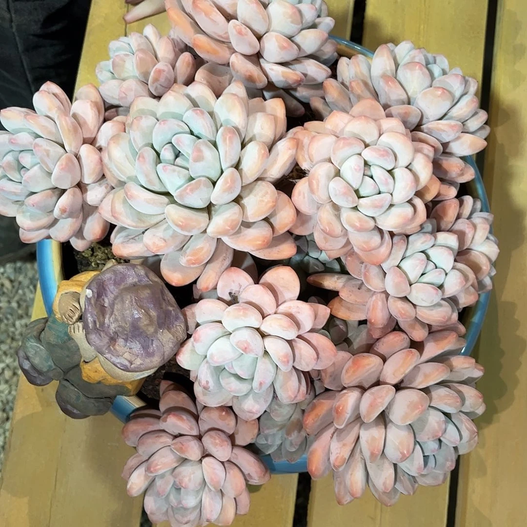 寄养链接的肉肉的肉肉