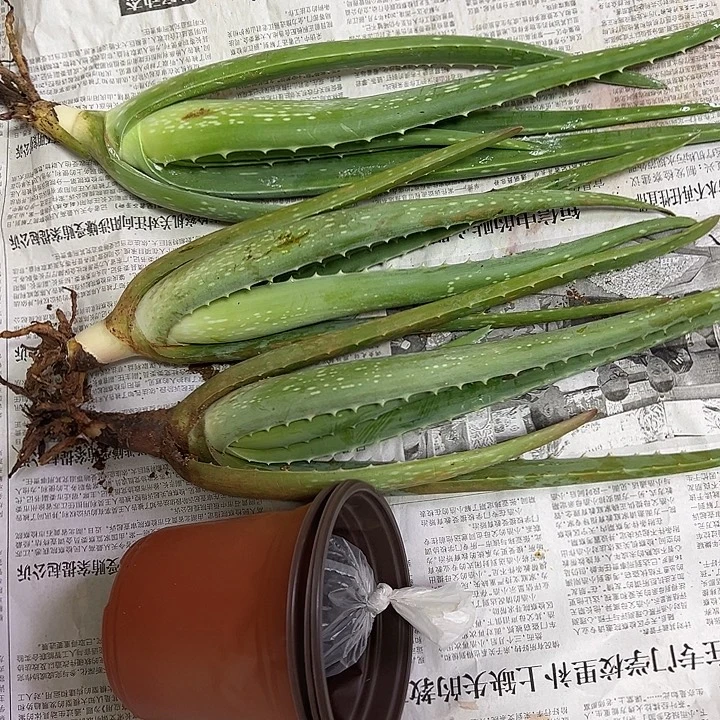 无花朵3颗小苗，3个小盆，一袋肥料