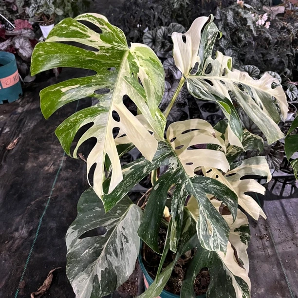 白锦龟背竹专拍链接