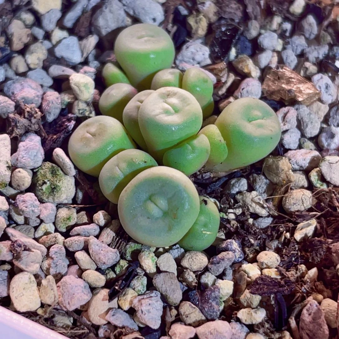 1380b小红嘴植物一物一拍