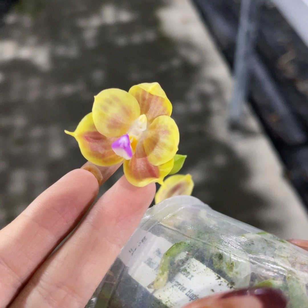 无花朵蝴蝶兰原生爪哇交快乐惊喜