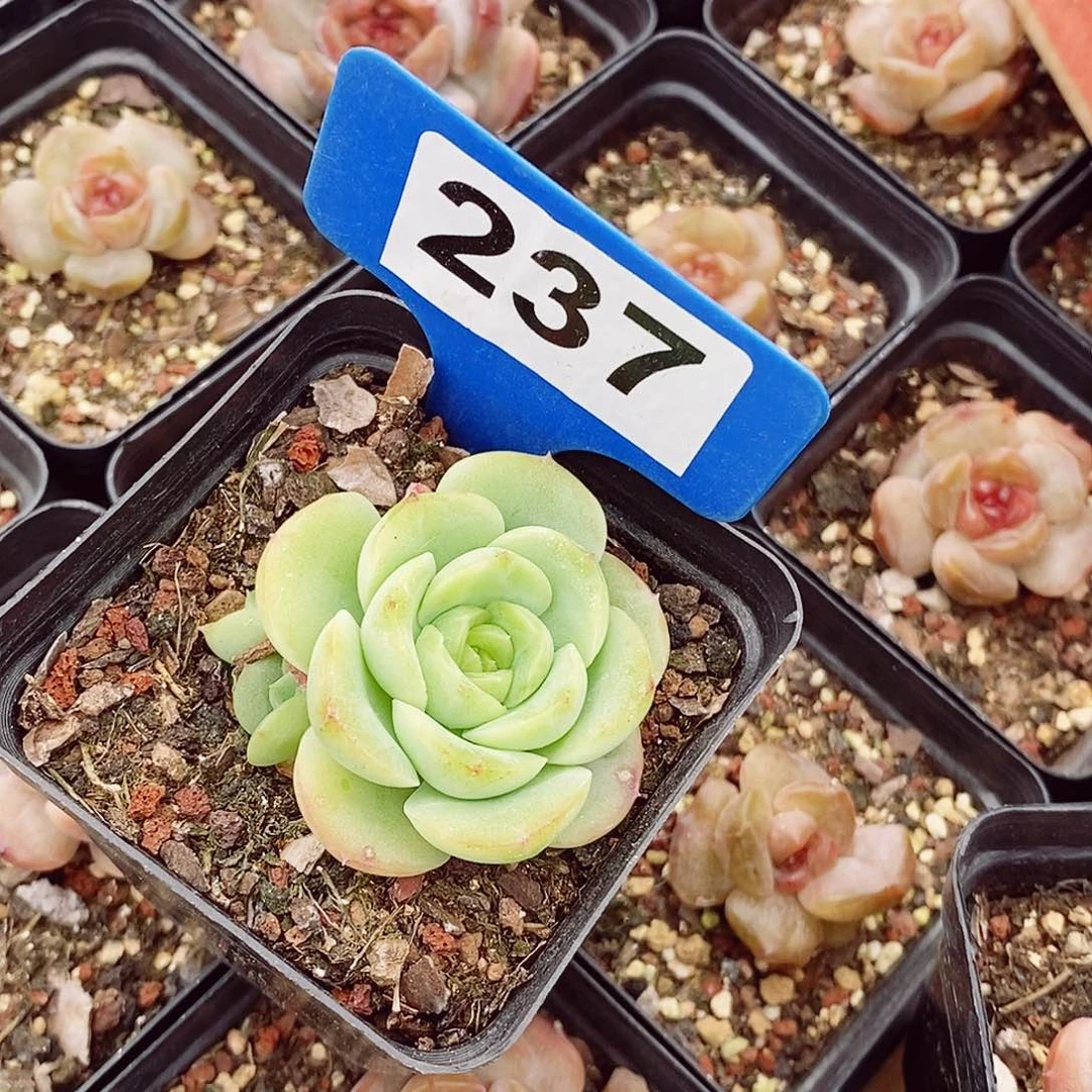 卡*伊宝宝绿5cm多肉植物