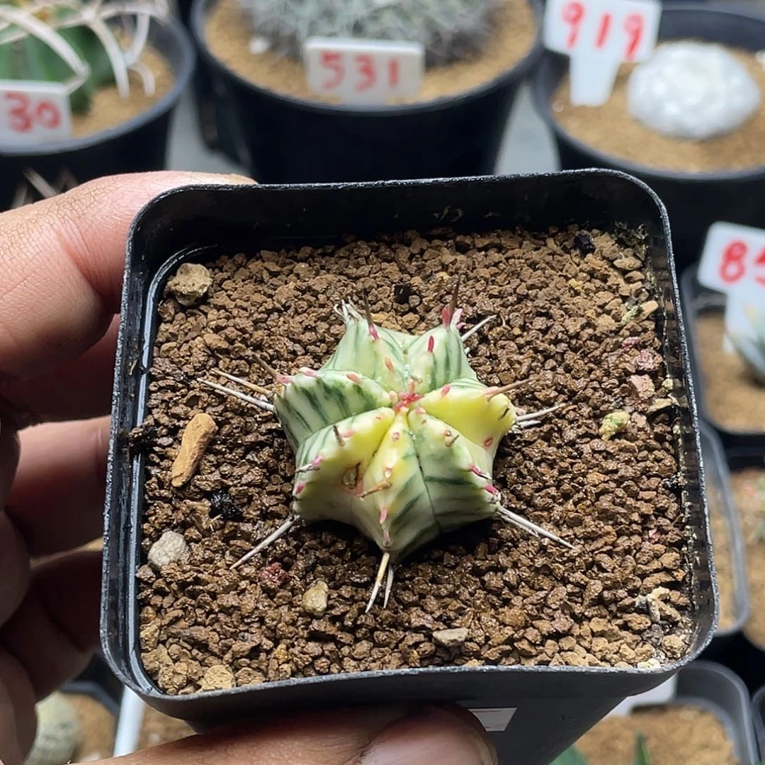斑马锦大戟 有疤 带盆土包邮
