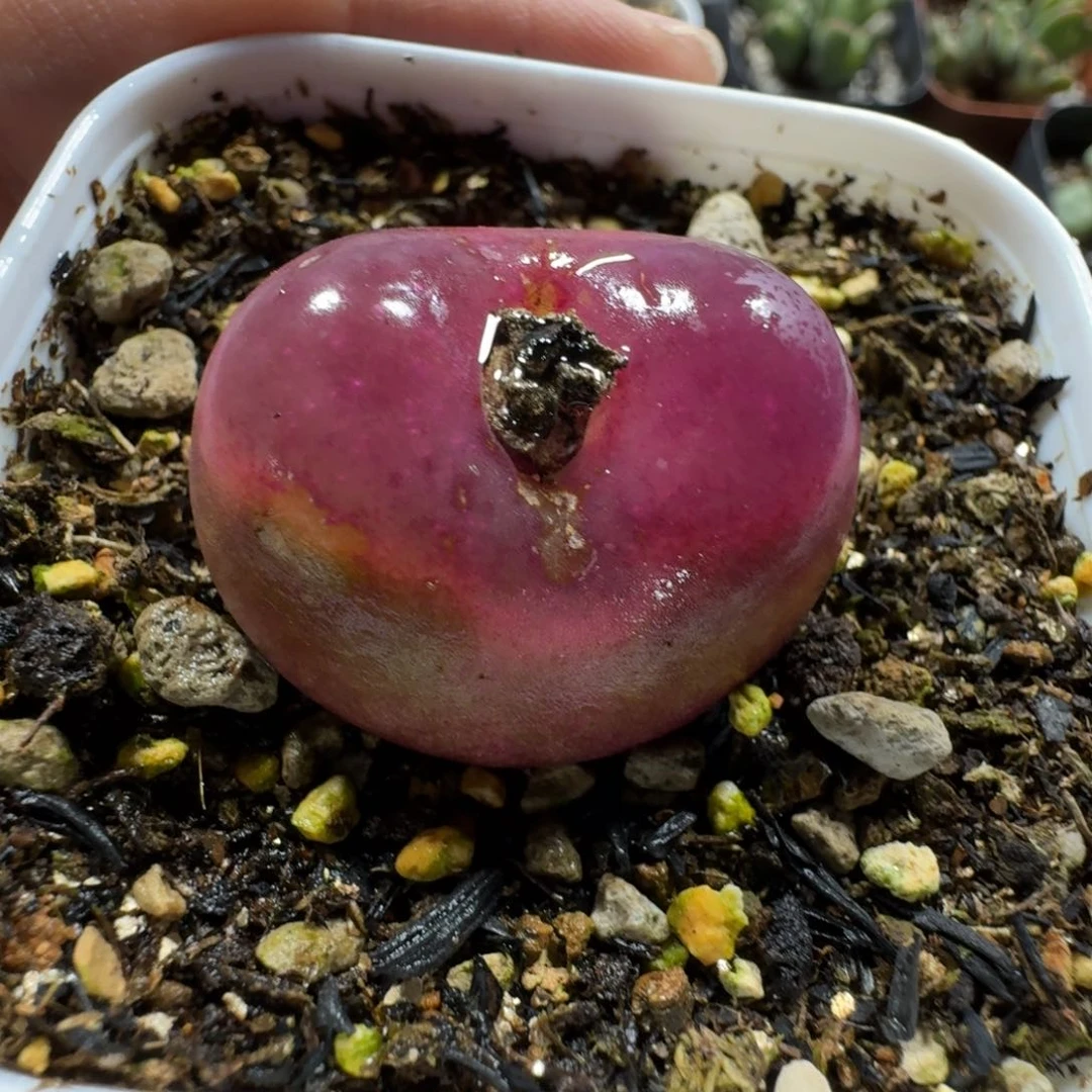 2702。大毛毛一颗尺寸3.1